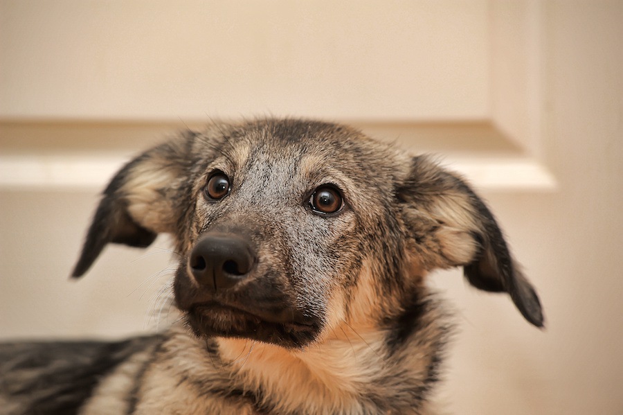 泣かせる研究結果！犬は飼い主が困っていると急いで駆けつけようとする！