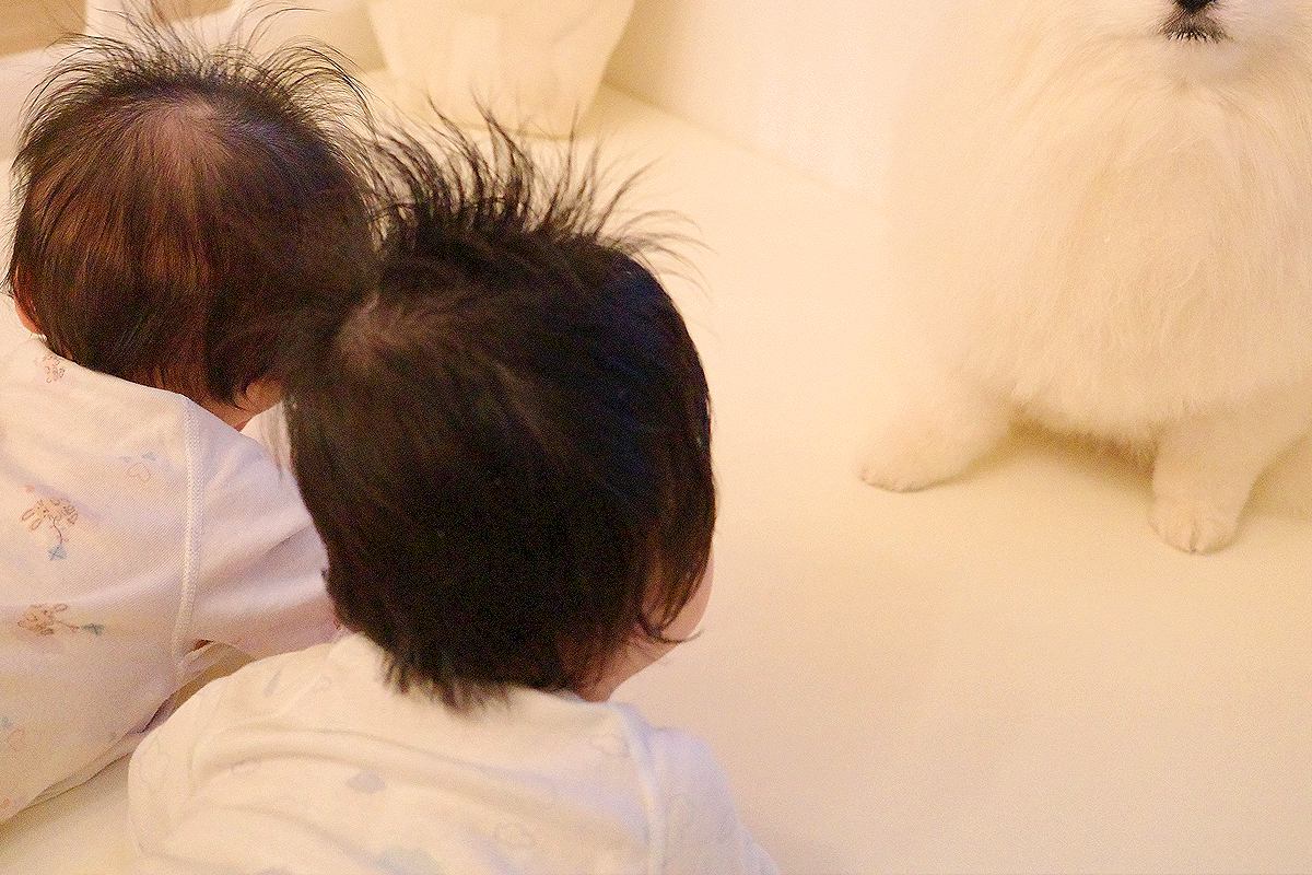 マヂカルラブリー村上の愛犬が『双子の赤ちゃんに見つめられた』結果…「村上さんに似てて草」あまりにも『気まずそうな表情』に2万いいね