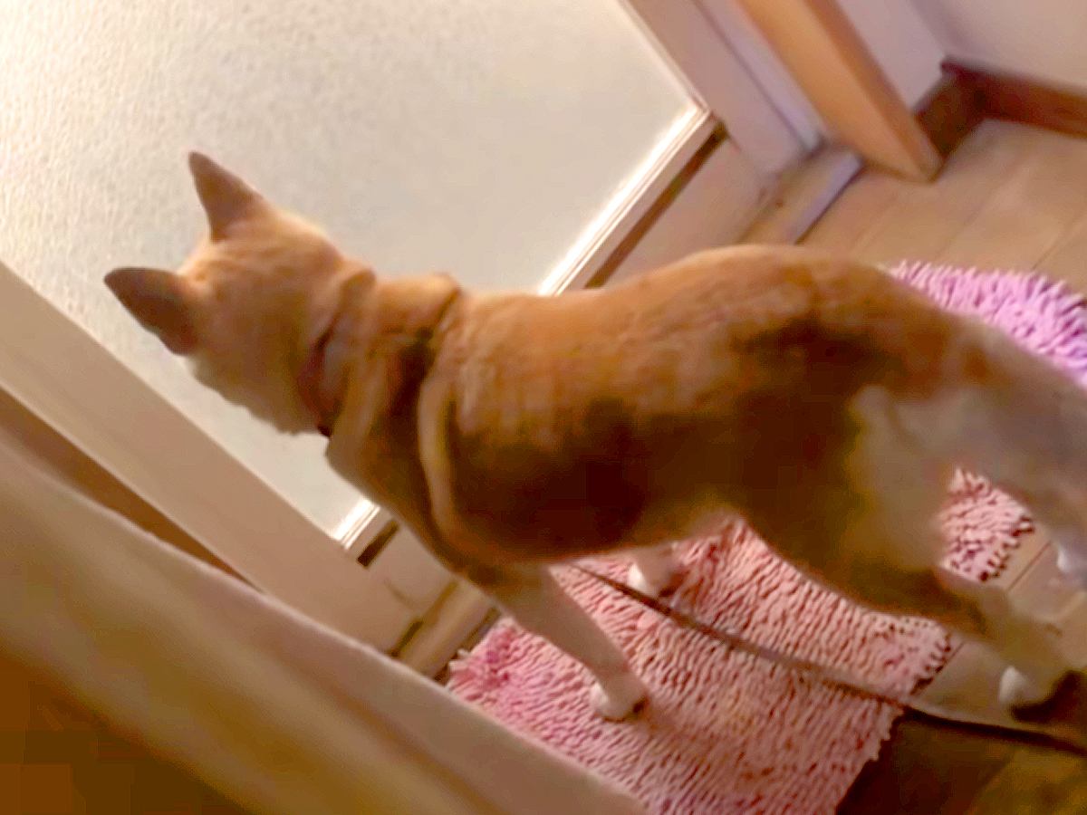 『飼い主がお風呂から出てこない』と勘違いしている犬→後ろでこっそり待ちぶせした結果…100点満点な反応が17万再生「もはや怯えてて草」