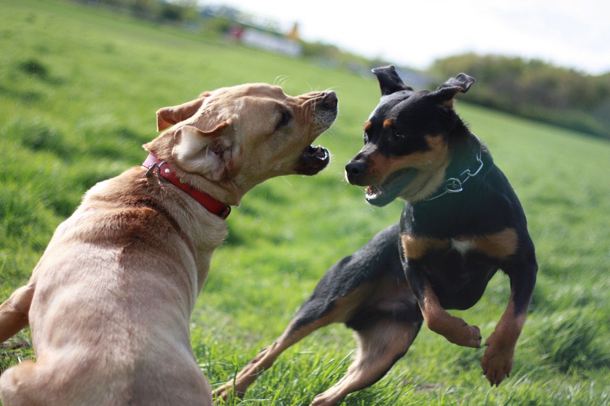 犬が『噛む』のはしつけができていないから？噛む必要の無い環境作りをしてあげよう