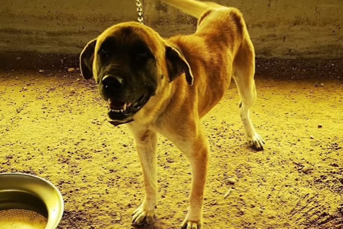 『戻ってきて…』食用として育てられた保護犬→ある家族がお迎えした結果…涙が止まらない『1匹の犬の物語』が115万再生「大号泣」「顔が…」