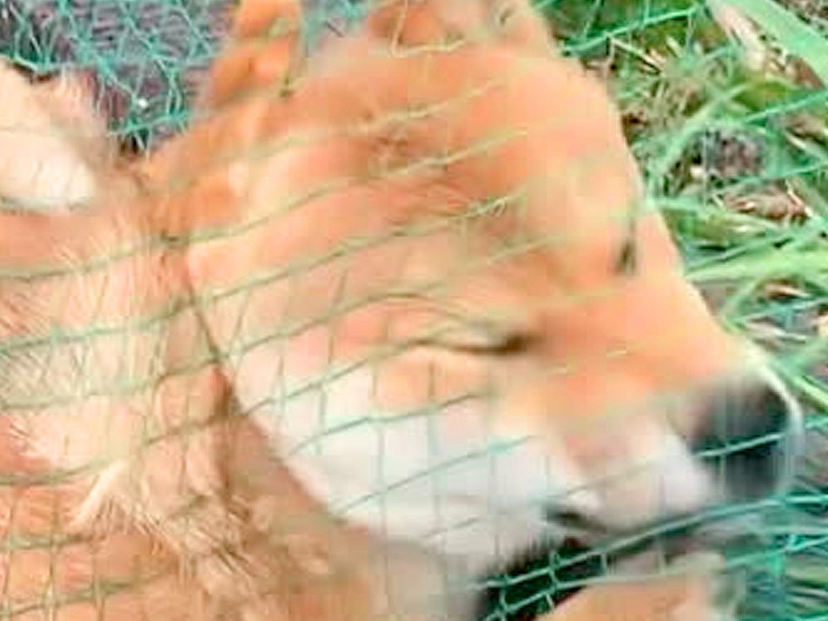 庭で遊んでいたはずの犬が…『何してんの？』目を疑う"衝撃の行動"が111万再生「ハムかな？」「メロンパンｗ」「ナチュラルハンモックで草」