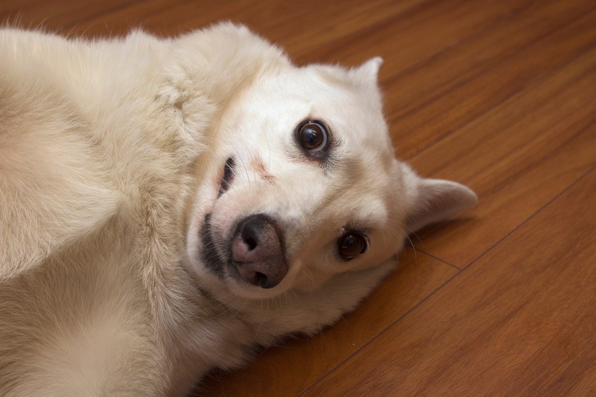 犬がやりがちな『マヌケな仕草』4つ　可愛いからといって放っておくと愛犬に悪影響を及ぼすことも