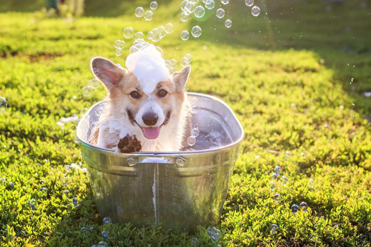 【2022年版】犬用バスタブおすすめ10選！選び方やイチオシ商品を紹介