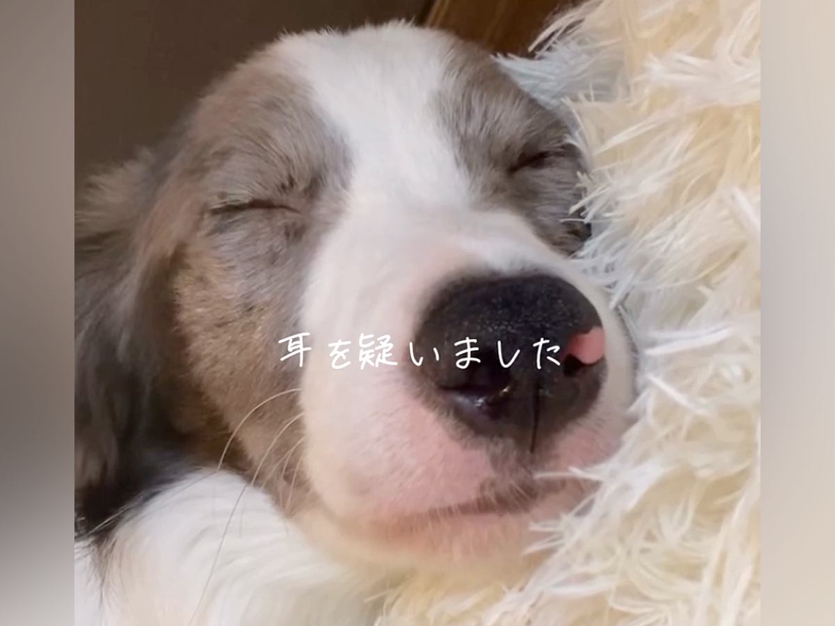 『気になっていた犬の家族が決まった』と思っていたら、キャンセルの連絡をもらい…素敵すぎる『お迎えの経緯』と現在の光景が215万再生の反響