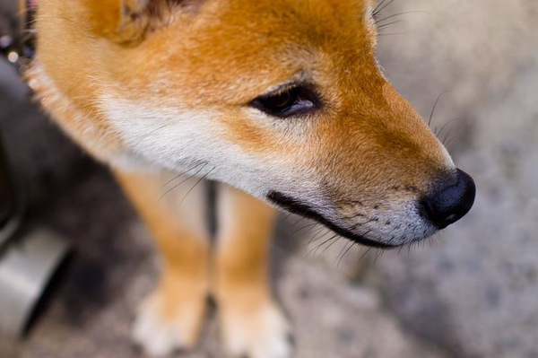 賛否両論！？手間がかかる犬の方が飼い主と固い絆で結ばれるって本当？