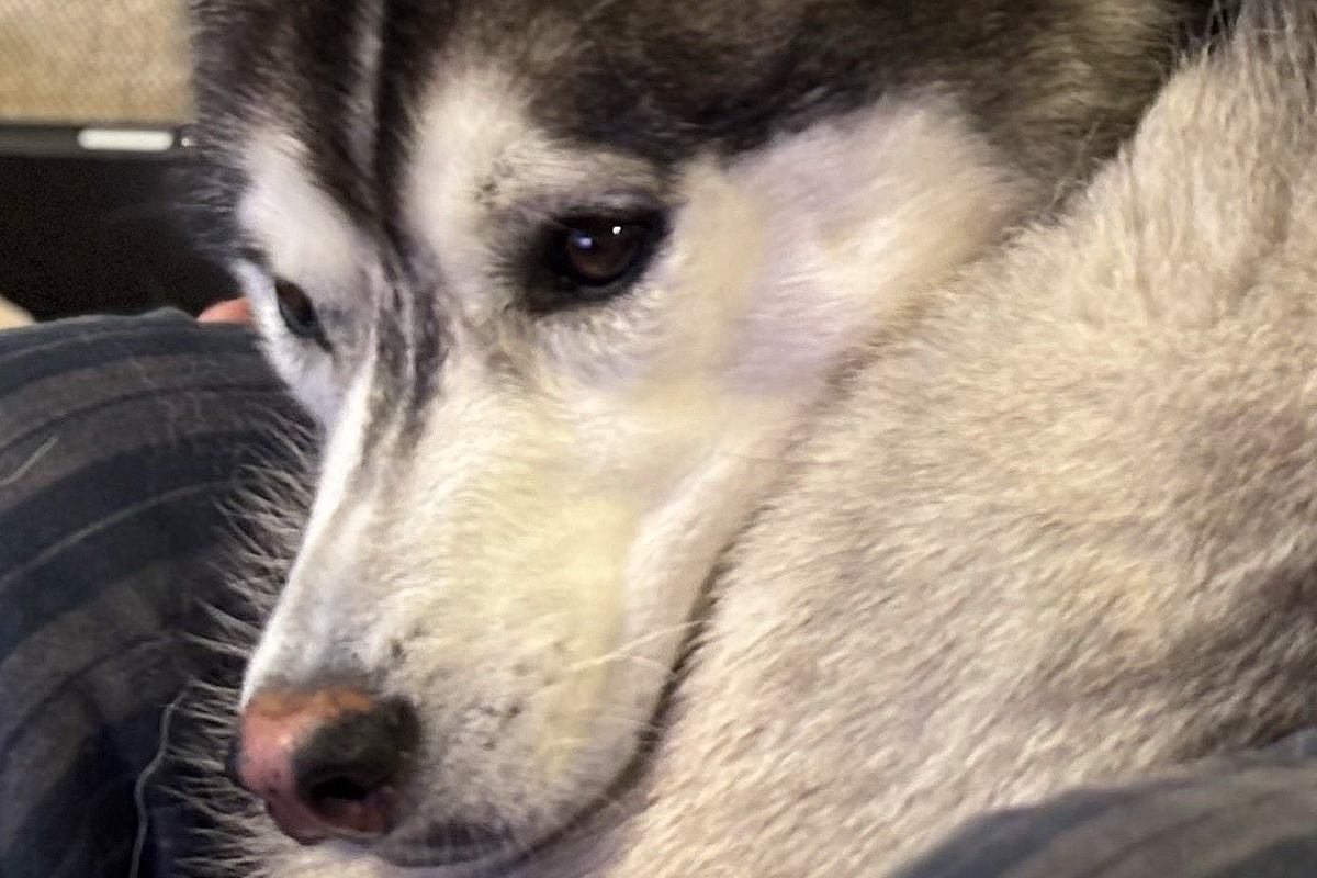 飼い主の膝の上に乗るハスキー犬→なんとか収まろうとして…まさかの『猫化してしまう光景』に2万いいね「かわいい」「間違いなく犬型のネコ」