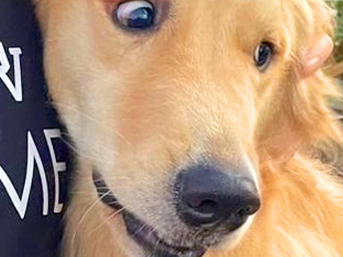 普段は社交的な大型犬→苦手な人を前にすると…思った以上の『まさかの拒否反応』に2万いいね「正直者すぎて笑ったｗ」「顔がマジで草」と爆笑