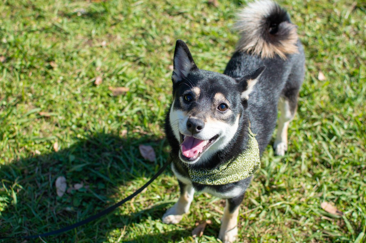 犬の「嬉しすぎる♡サイン」4選！愛犬を幸せにする方法は？