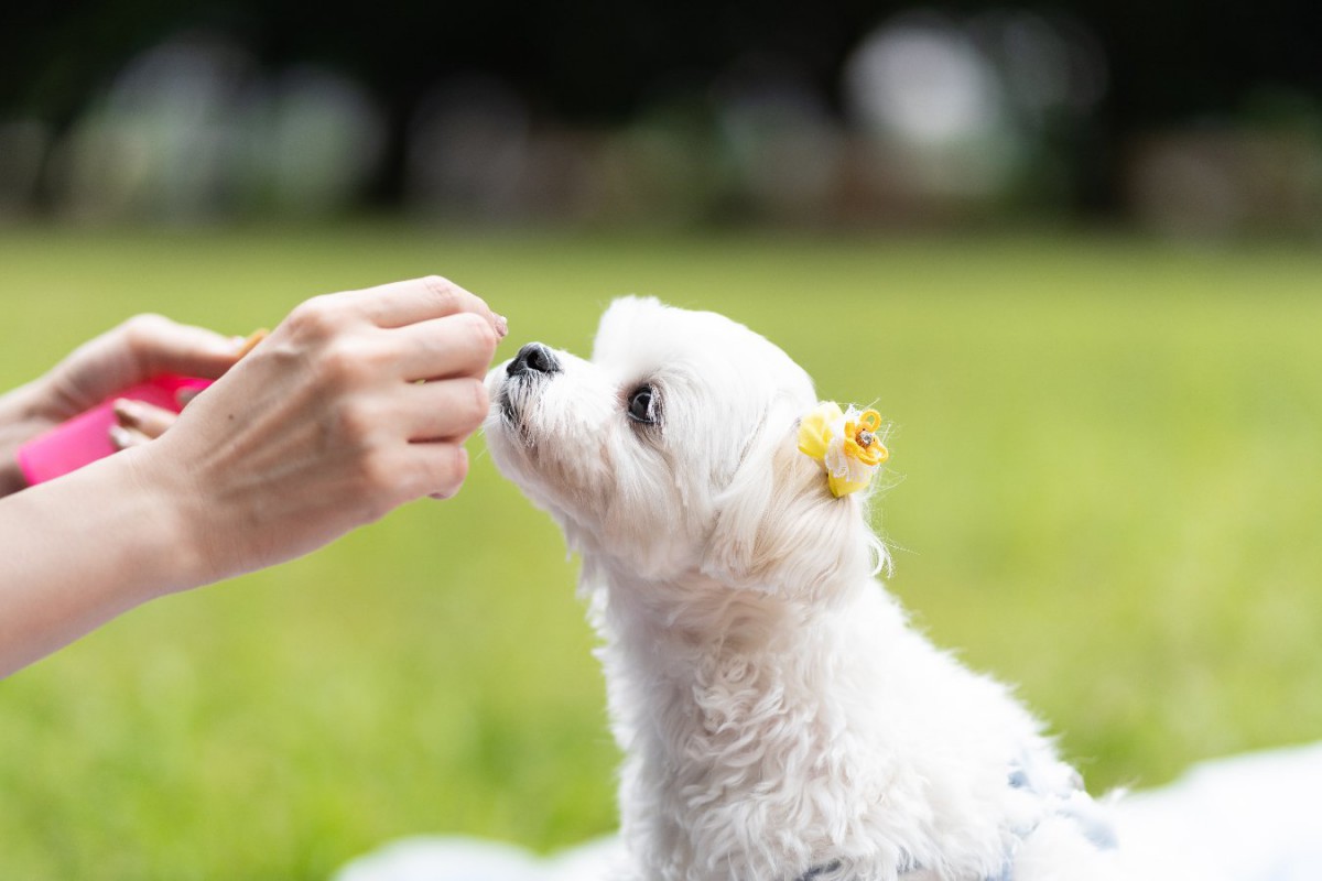 犬に与えてはいけない「ご褒美」4選！ダメな理由と正しい与え方とは？