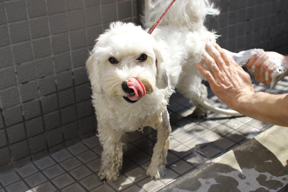 犬が「やりすぎなお世話」と感じている飼い主の行動8つ　かえって愛犬に悪影響を与える可能性も…