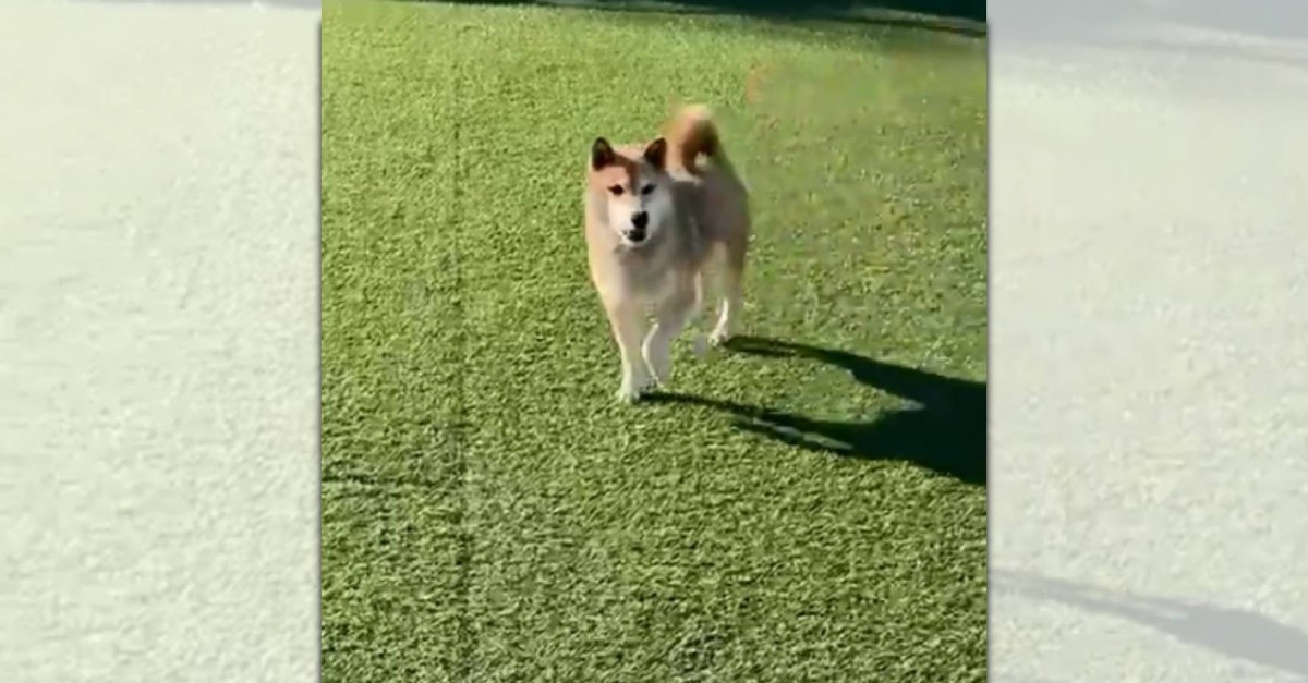 10歳柴犬さん♡ドッグランデビュー！戸惑って思わず横っぱしり