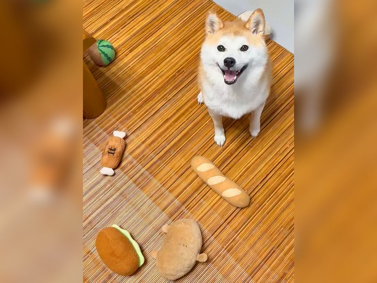 家に帰ってきたら、柴犬が…まさかの『パン屋が開店』している光景が可愛すぎると55万表示「並ばせてください」「毎日通いたい」と悶絶の声