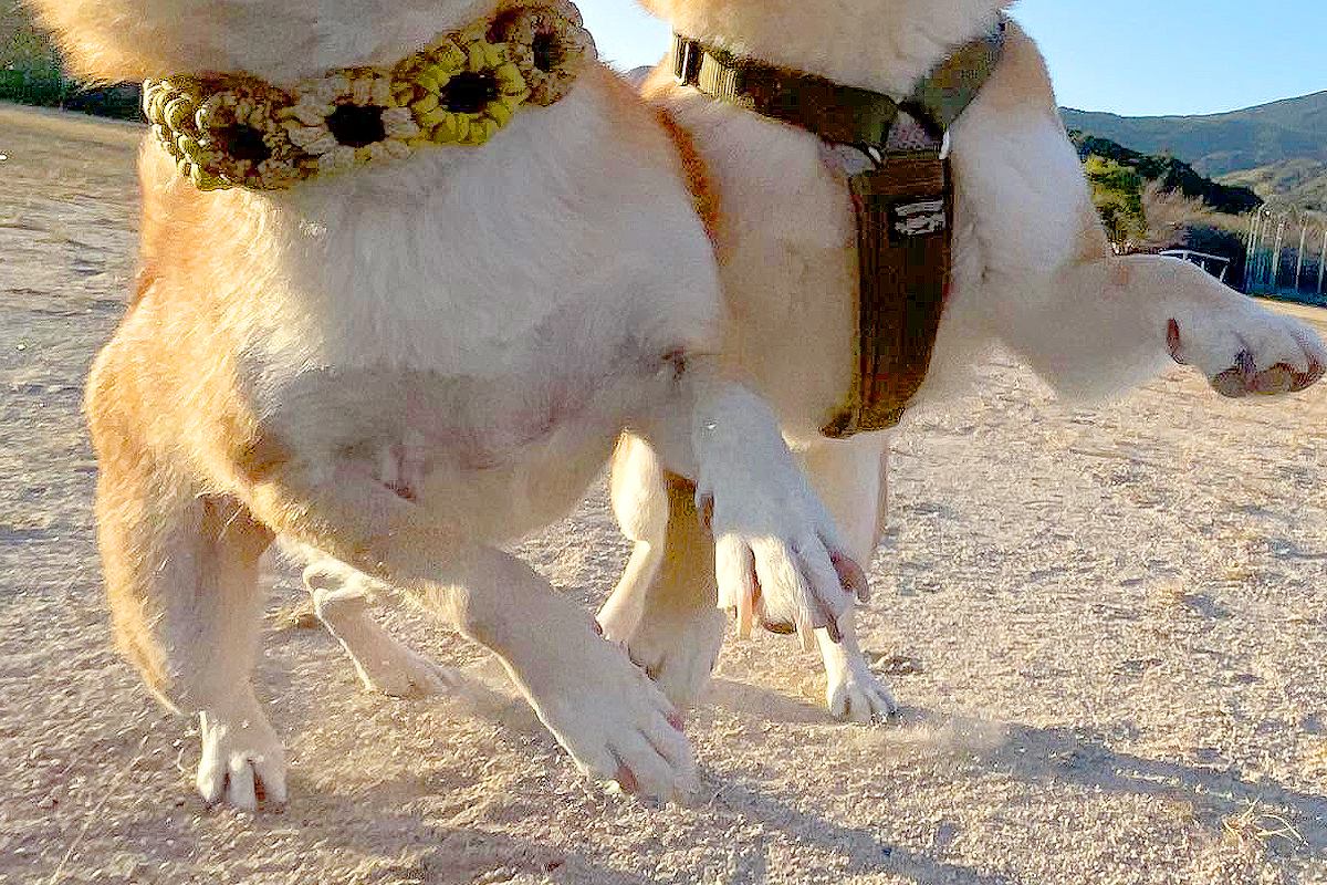 『犬の可愛い写真をたくさん撮った』と思ったら→後で確認してみると…想像とかけ離れた『まさかの光景』に10万いいね「表情ｗｗ」「爆笑した」