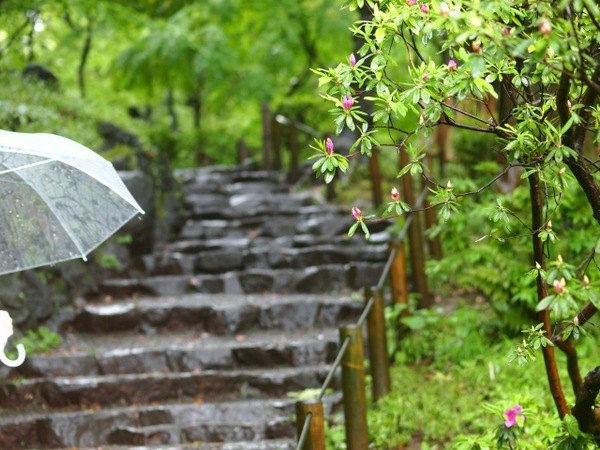 梅雨は犬が病気になりやすい季節！予防法と治療法