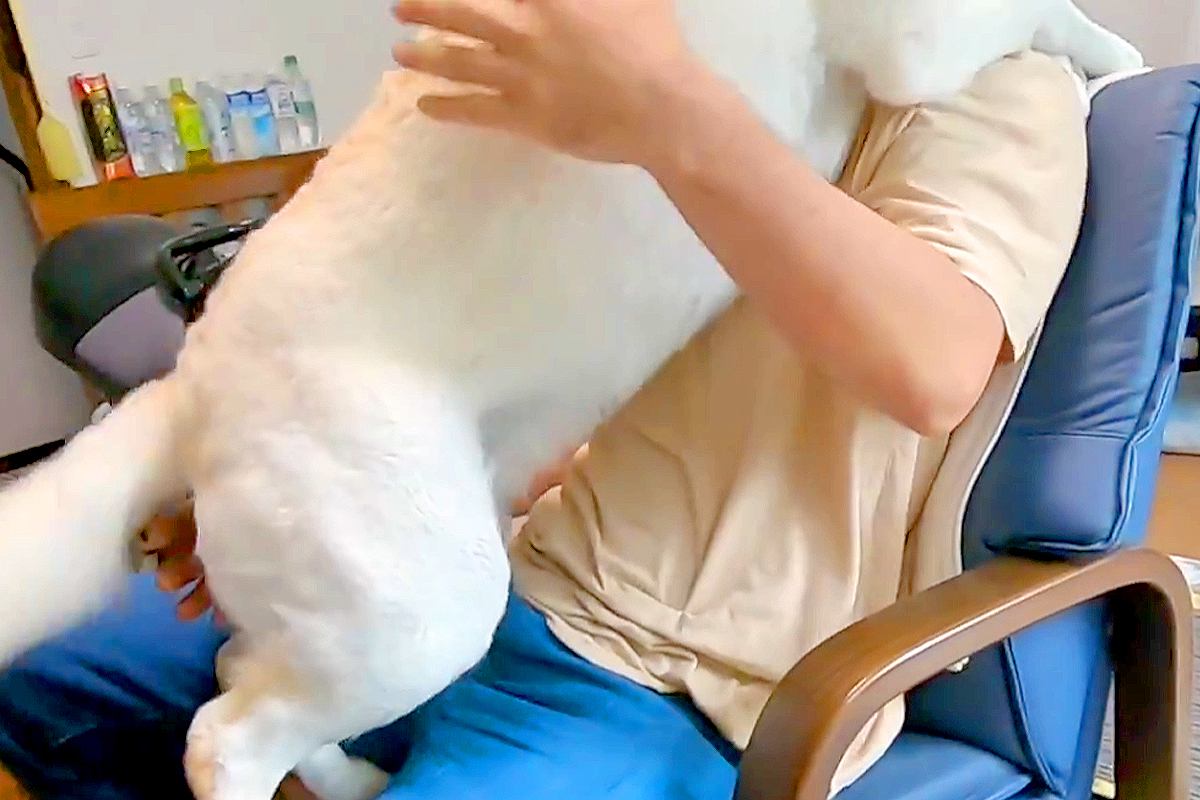 『近所の小型犬』を抱っこした結果→見ていた大型犬が嫉妬して…自分の大きさをわかっていない『愛おしい光景』に反響「甘えん坊」「子供みたい」