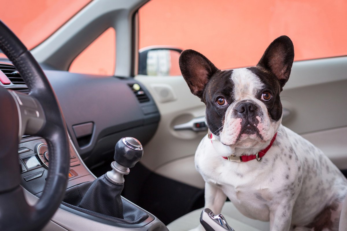 犬が車に乗るとソワソワする理由3つ！落ち着かない原因と車酔いの対処法