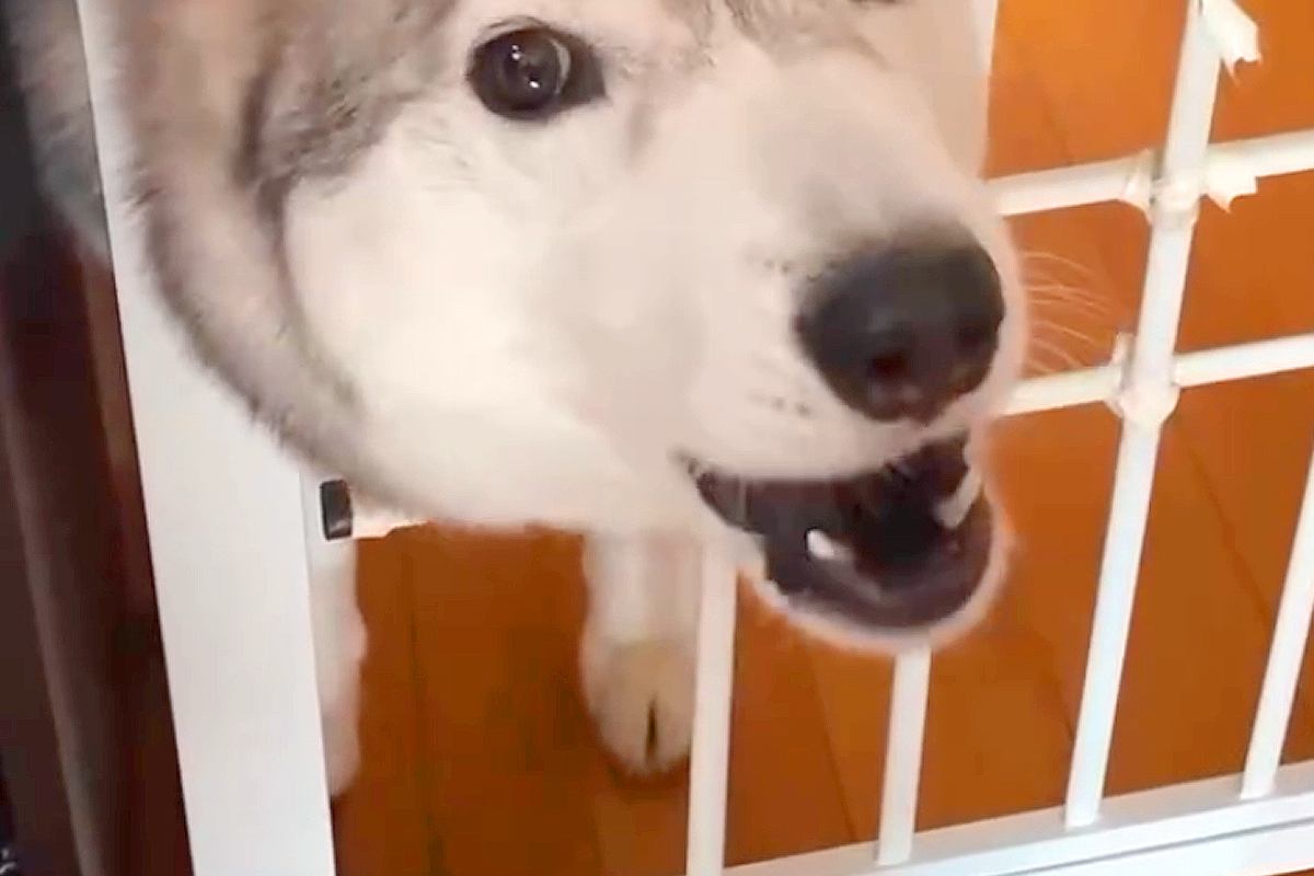 母が帰ってくると大喜びする大型犬→父の場合を見てみると…あからさますぎる『態度の違い』が187万再生「分かりやすいｗ」「反応に笑った」
