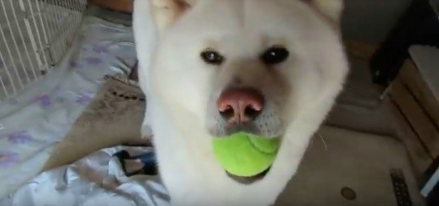 「ボ…ボールが…」秋田犬が美味しい空気と引き換えに失ったもの