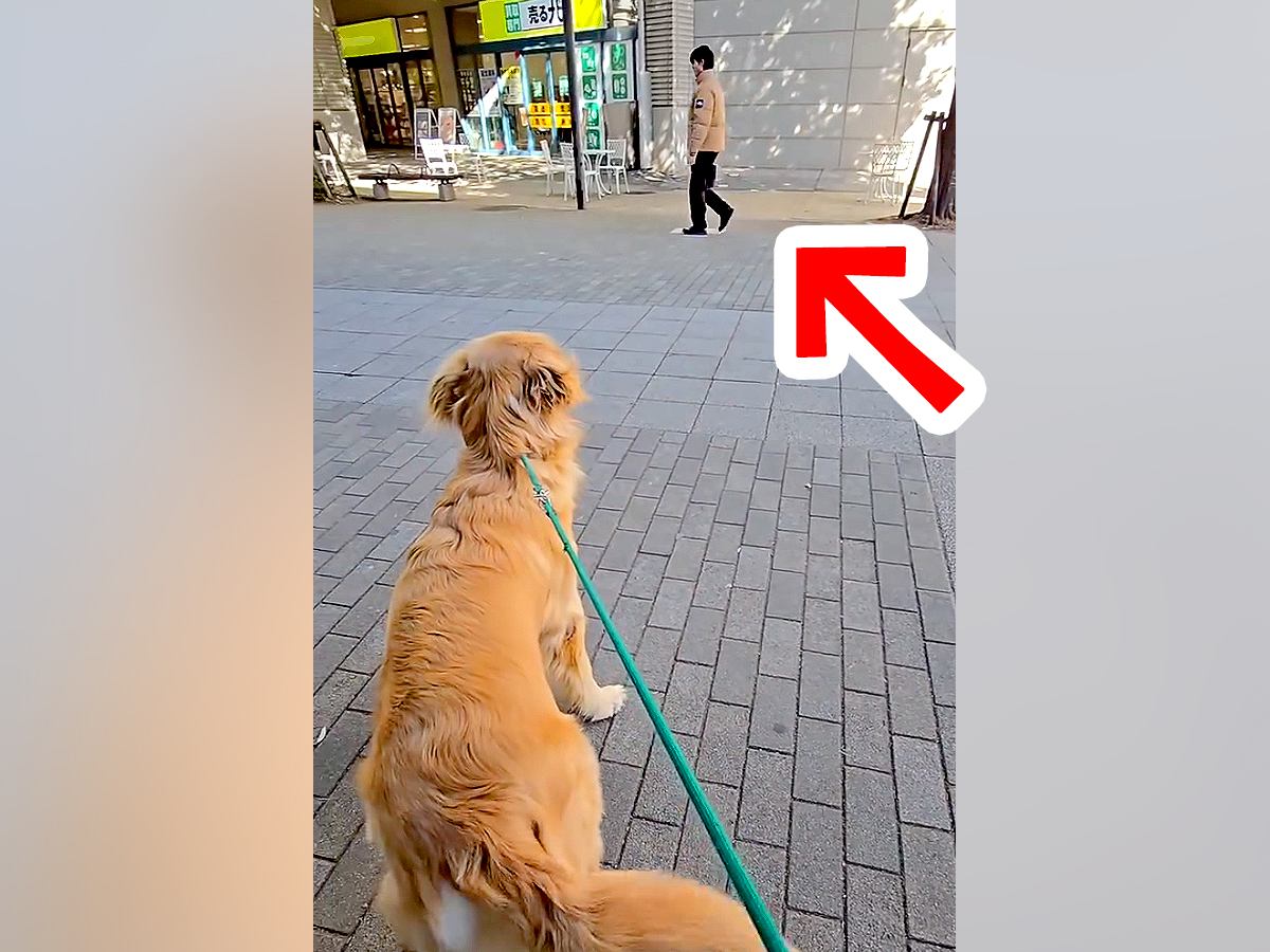 大型犬の散歩中『いるはずのないパパが通りすがったら気づくのか』検証…予想を超えた『まさかの結末』が8万再生「愛に溢れてる」「感動した」