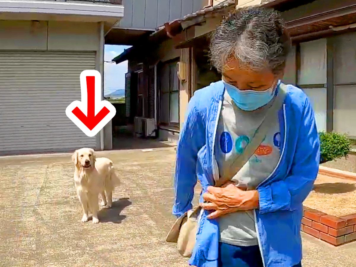 大型犬がお留守番を察知したら…想像以上に落ち込む『切ない姿』と帰宅時の『熱烈歓迎』が2万再生「すべてが愛おしい」「全力で最高」と絶賛