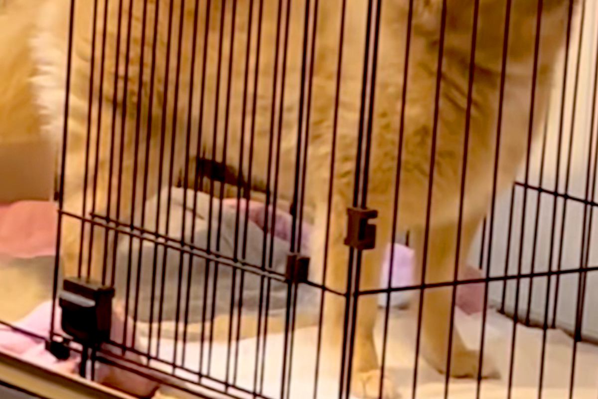 『ポメラニアン…？』もはや小型犬とは思えない『巨大すぎる光景』に23万再生の反響「唯一無二でかわいいｗ」「スピッツみたいになってて草」