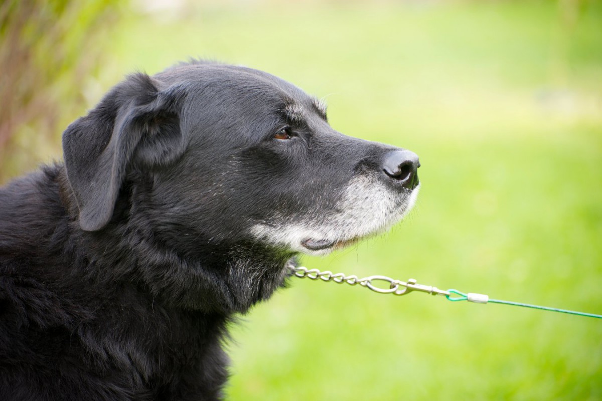 犬が飼い主に『嫌だ！』と伝えている時にする態度や仕草4選