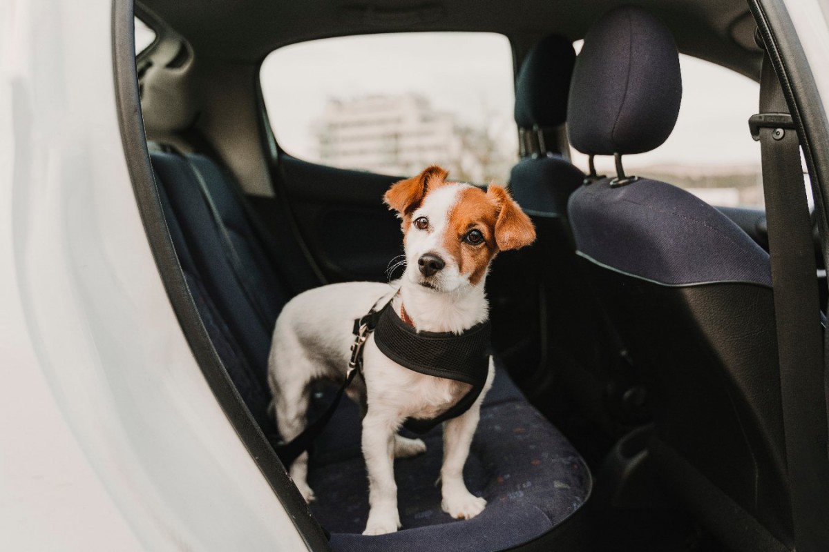 犬は電気自動車に乗っている時リラックスしているという調査結果