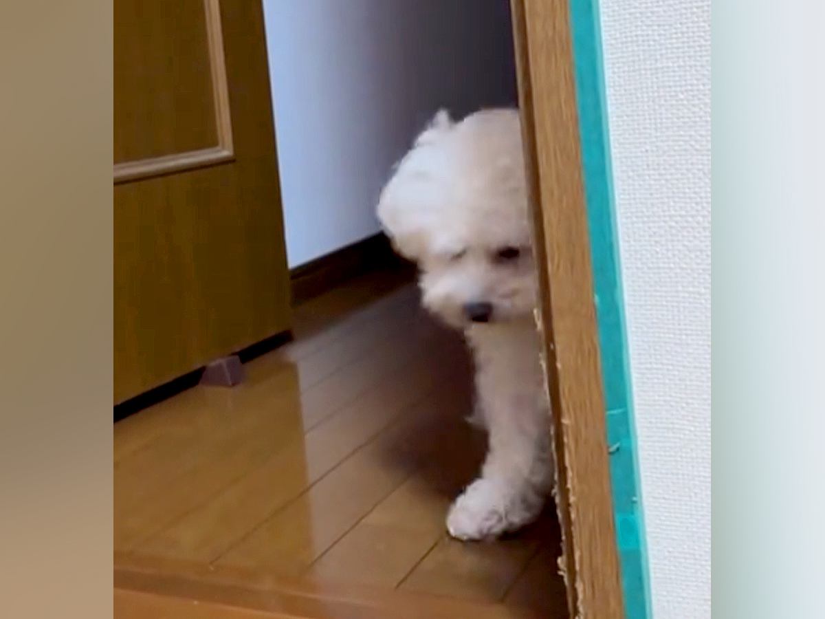 部屋で泣いていたら近くにきた犬→『心配してくれている』と思ったら…想像と違いすぎる『まさかの表情』が75万再生「親父の顔で草」「横目ｗ」