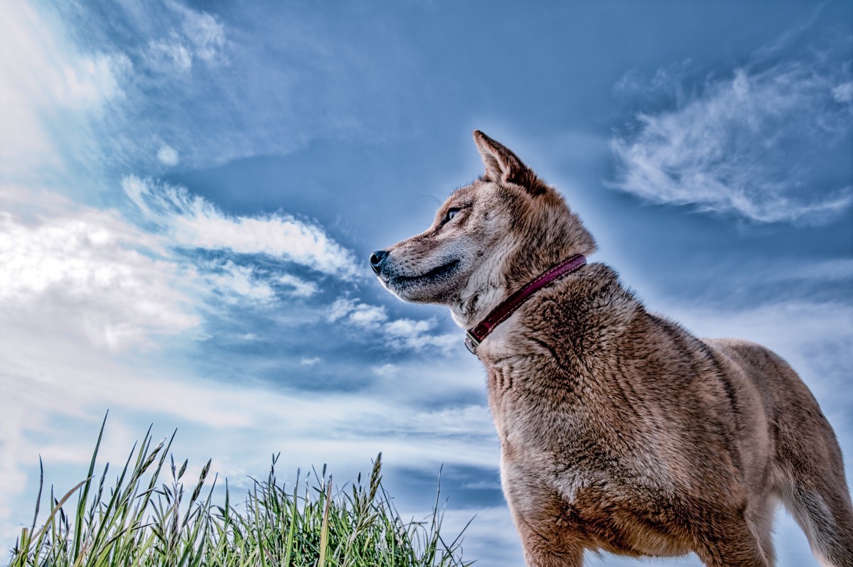 柴犬の胡麻毛（胡麻柴）の性格と特徴、見分け方や子犬の値段まで