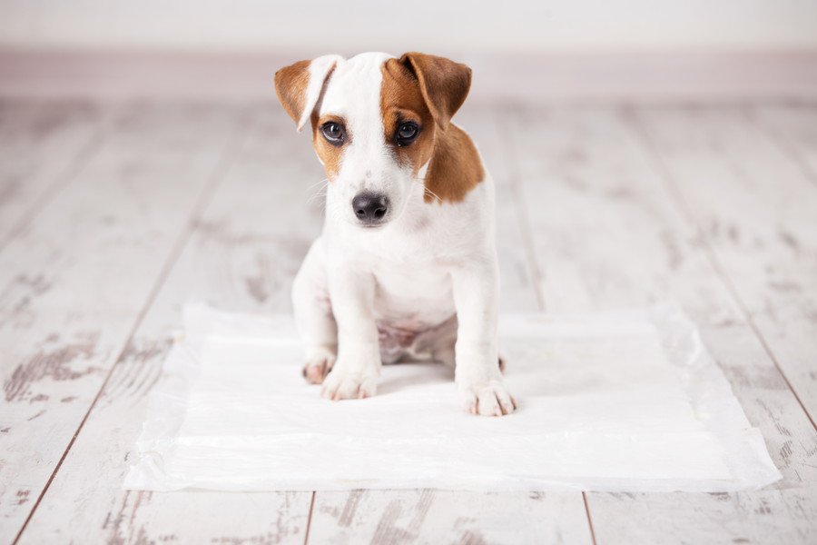 もしかして膀胱炎？愛犬の頻尿・血尿をやさしく治すケアと再発防止術【獣医が解説】