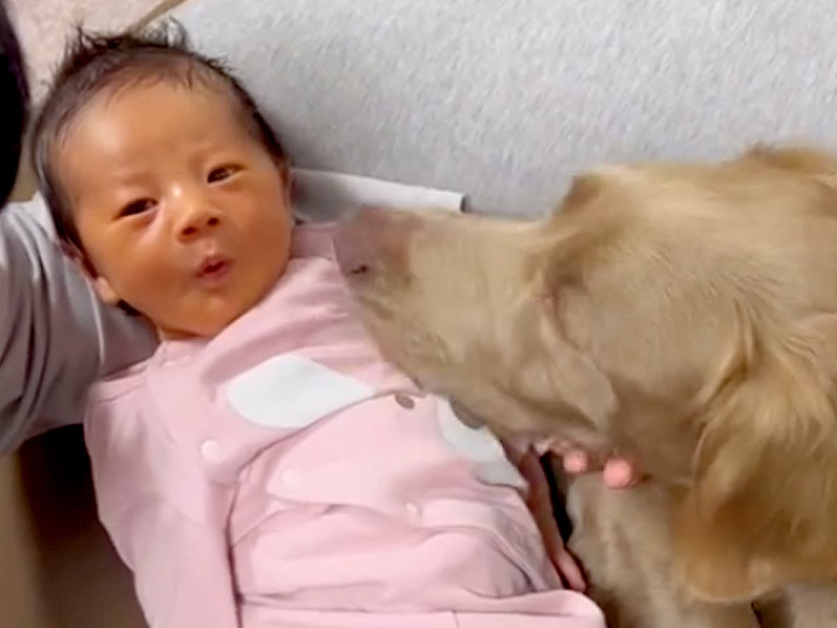 大型犬が暮らす家に赤ちゃんが誕生→寝不足になりながらも…『少しずつ縮まっていく距離』に感動「泣けてきた」「本当に優しい、素敵」と3万再生