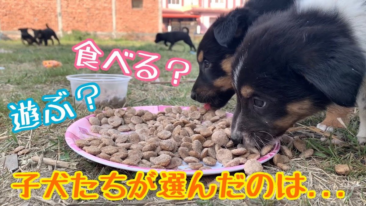 わんぱく子犬達が大ピンチ！？野良犬界の『ルール』に感心