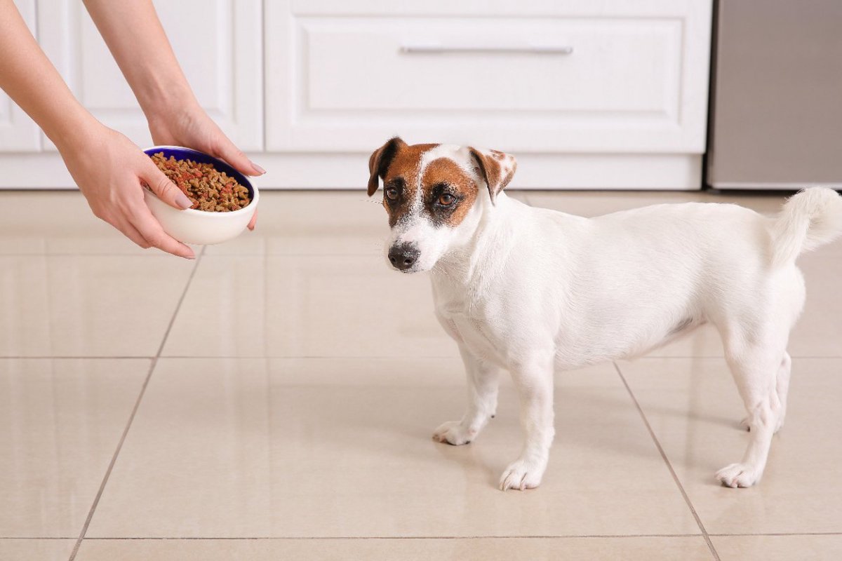 犬の散歩『ごはん前と後』どちらに行くべき？避けるべきタイミングや危険な症状まで