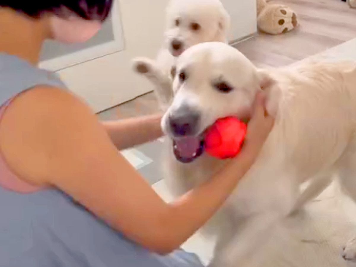 6日ぶりの『2匹の犬』との再会→ドアを開けた瞬間に駆け寄って…健気すぎる『おかえりなさい』に感動「大喜び」「ボール持ってくるの愛おしい」
