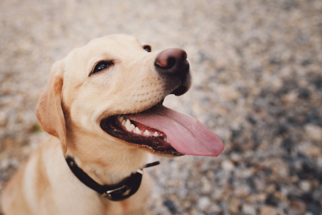 犬と言葉で会話できる日がもうそこまで来ている？