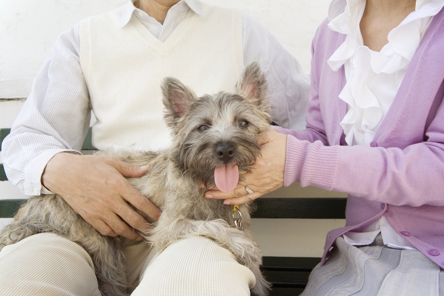 もしものために！愛犬と地震や災害に備えよう