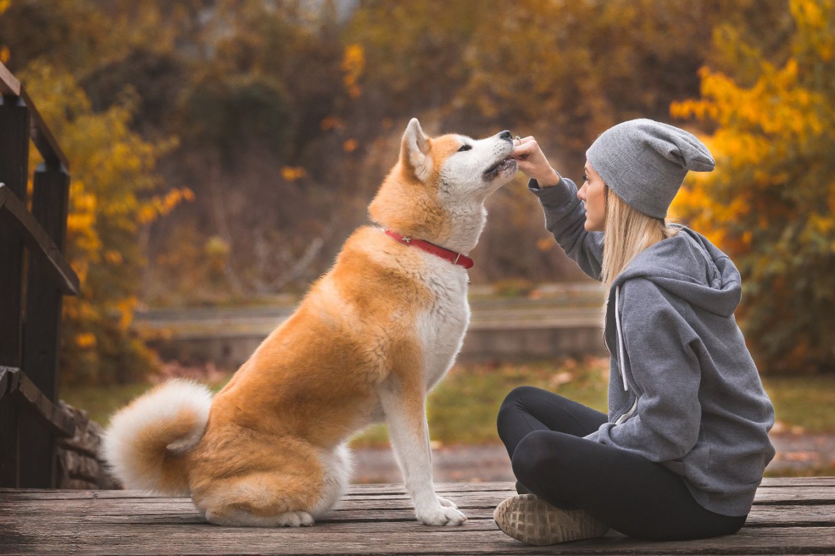 海外で秋田犬が人気な『4つの理由』 愛されるワケや魅力を徹底解説