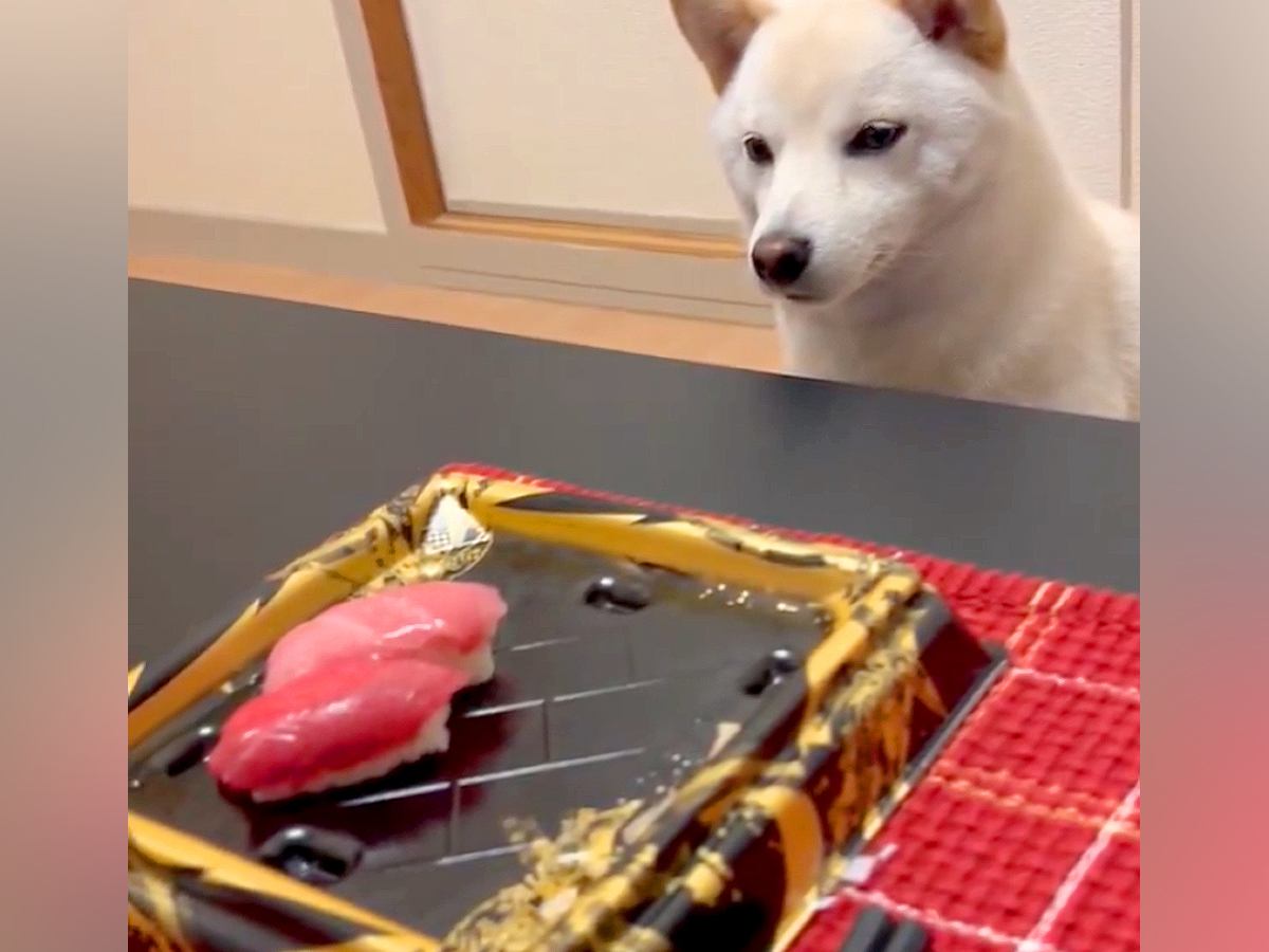 お腹がいっぱいで『お寿司』を残していたら、犬が…思った以上に『話しかけてくる光景』に2万いいね「言いたいことは分かるｗｗ」「可愛い」