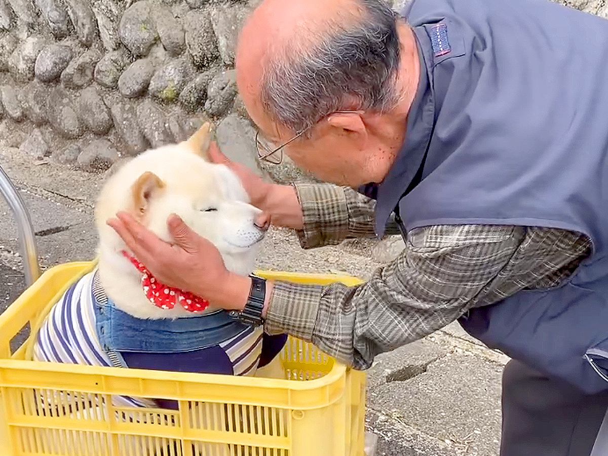 犬が『おじいちゃんとお散歩』した結果…まさかの姿で歩く光景が可愛すぎると88万再生「孫のようでほのぼのした」「出荷されてて草」と絶賛