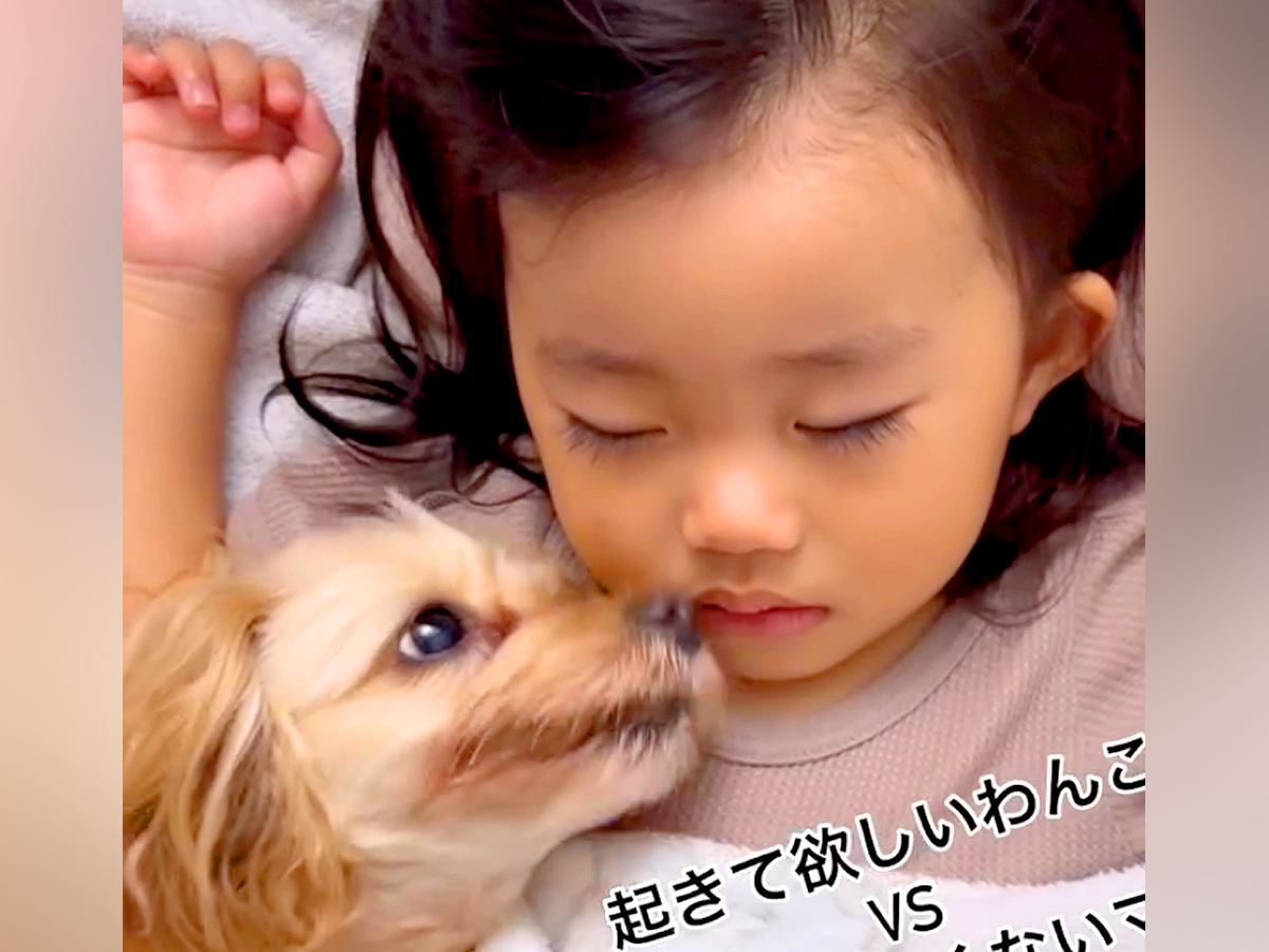 女の子がお昼寝中、犬が添い寝していたら…『どうしても起きてほしい行動』が可愛すぎると81万再生「気持ちはわかるけどｗ」「癒された」と反響