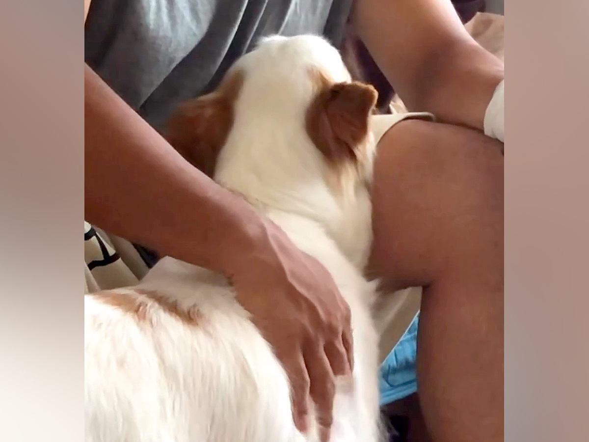 手術をしたお父さんに『病気で末期の元捨て犬』が…涙が止まらない『無償の愛に溢れている光景』が124万再生「泣いた」「言葉は要らない」