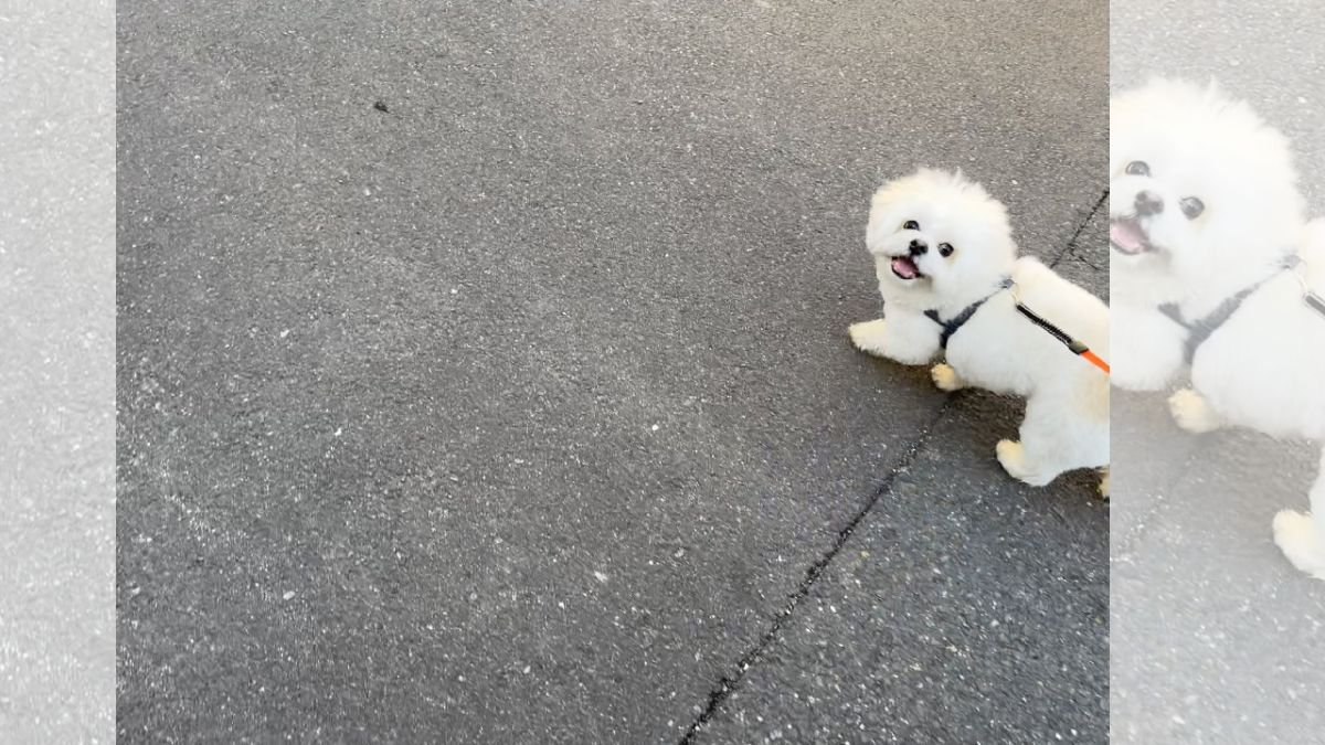 犬が散歩中に振り返るのは「飼い主も楽しんでるか確認してる説」を見てから…微笑ましいエピソードが素敵すぎると5.7万いいねを集める