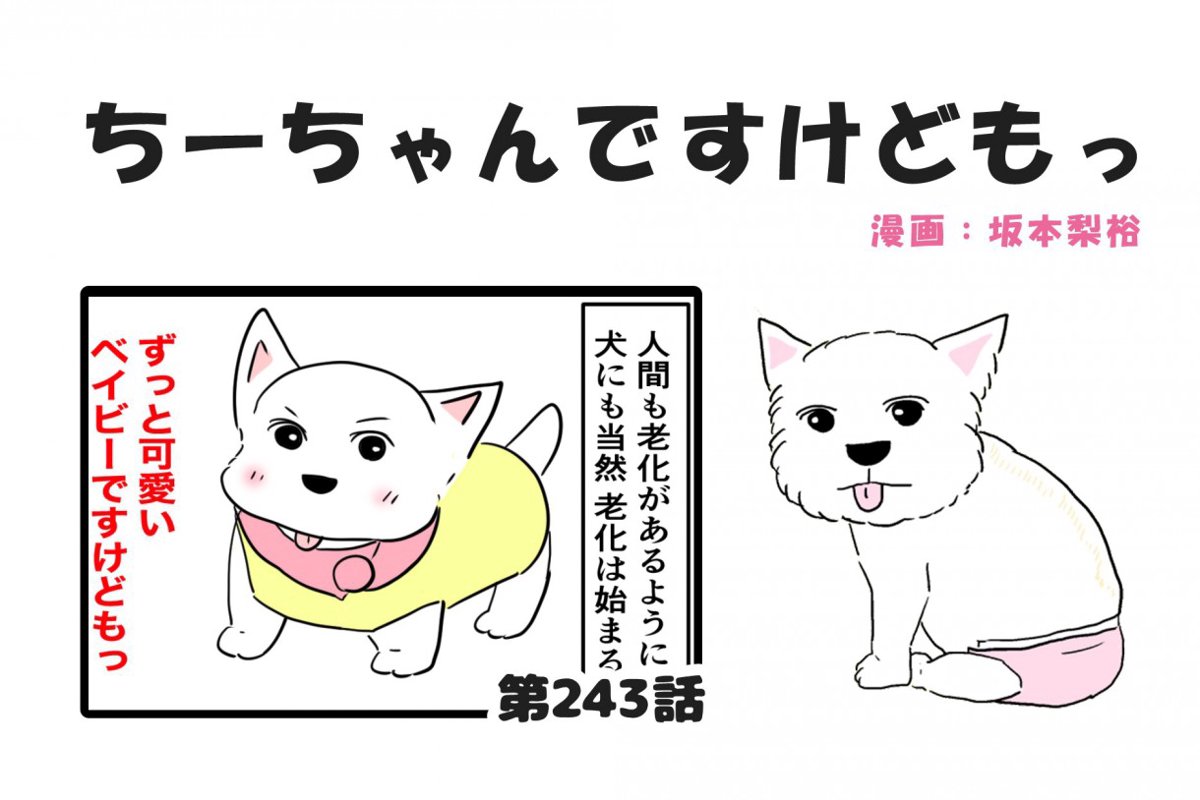 ちーちゃんですけどもっ【第243話】「シニア犬との生活」