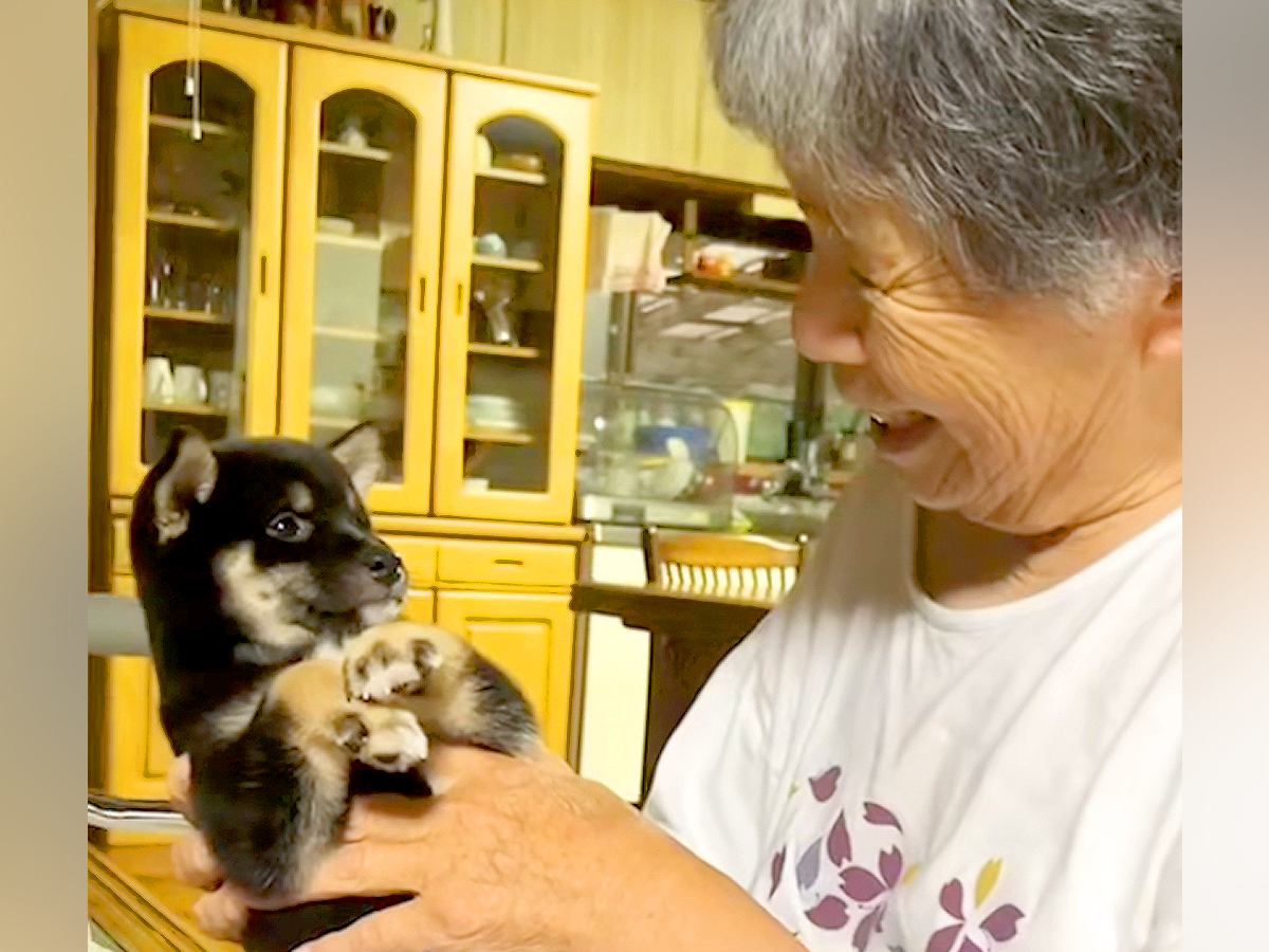 おばあちゃんと子犬が初対面した結果…思わず涙腺が緩む『言葉にならないほど尊い光景』が8万再生「優しすぎ」「ちゃんとカメラ目線ｗ」と反響