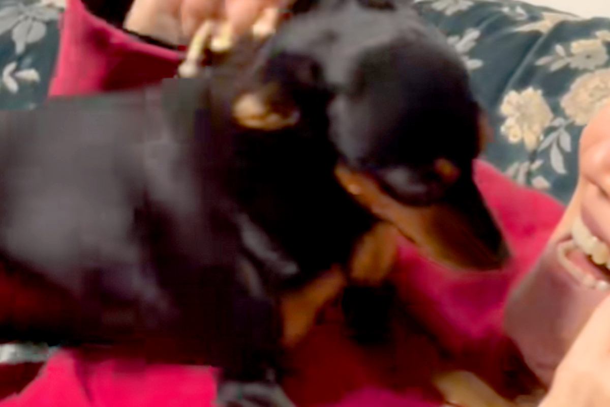 犬を飼うのに大反対していた母→反対を押し切り、お迎えした結果…嘘のような『まさかの光景』に反響「こうなるよねｗ」「幸せそうで羨ましい」