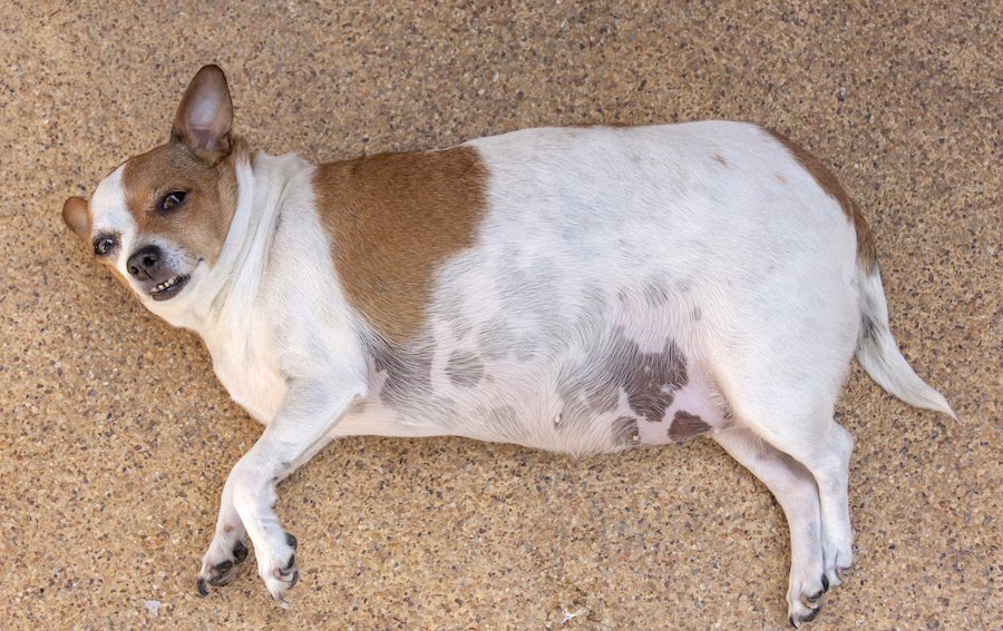 肥満犬に共通する６つの生活習慣