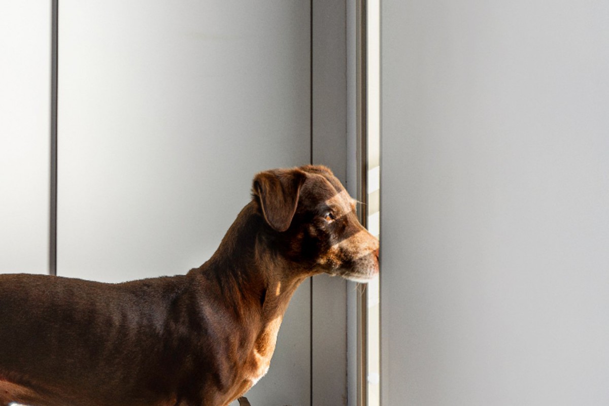 愛犬が「捨てられてしまった」と感じている飼い主の行動5つ！犬の気持ちに沿ったケア方法も紹介