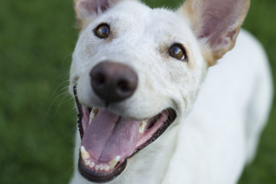 犬が初対面の人にしている『挨拶の仕草』11選