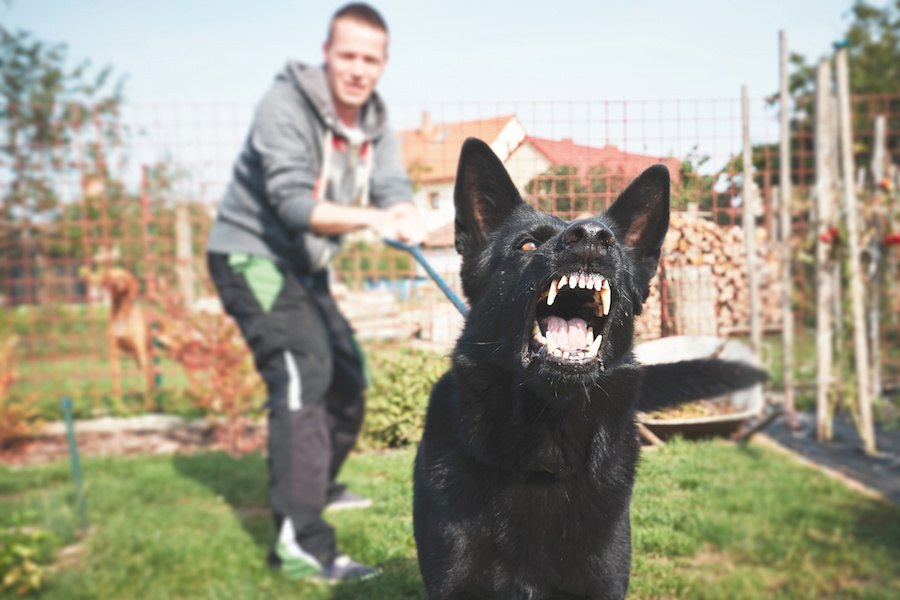 ついやってる？愛犬が中心になっている飼い主の迷惑行為４選